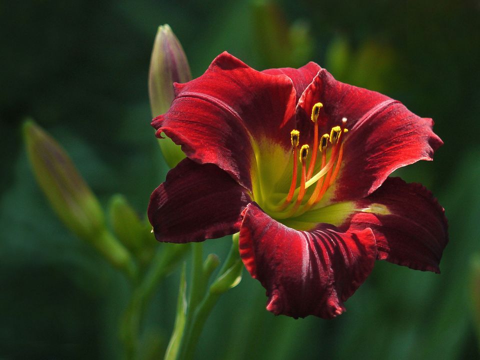 白玫瑰花语,蓝色妖姬花语,花语大全,30朵玫瑰花语,11朵粉色玫瑰花语