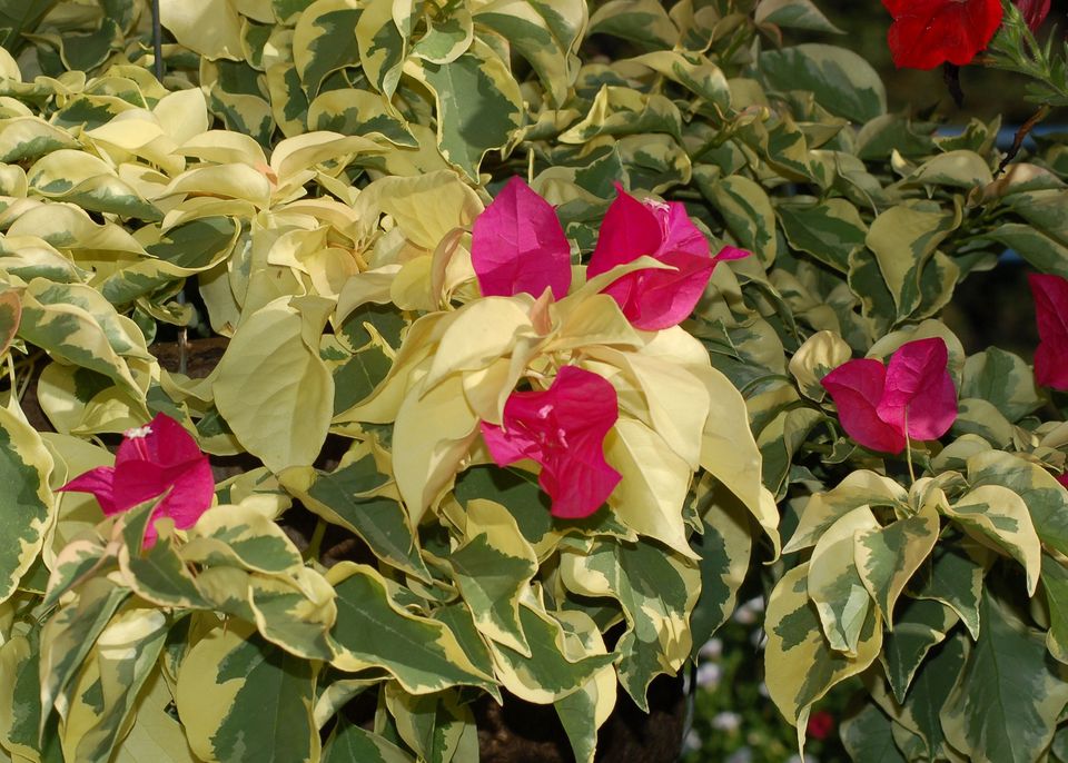 薰衣草的花语,百合花语,彼岸花的花语,三亚花语海景度假公寓,30朵玫瑰花语