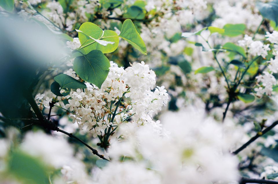 熏衣草花语,向日葵的花语,曼陀罗花语,什么花的花语是什么,比岸花语
