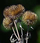 木兰花花语,山茶花花语,黄玫瑰花语,樱花语,花语水岸