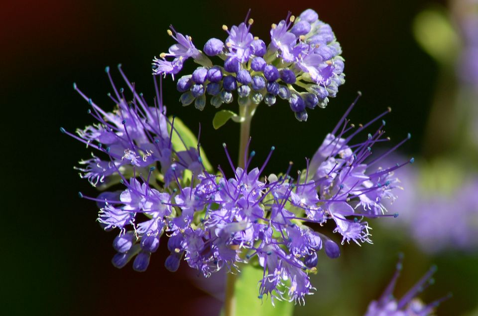 曦城花语,小雏菊的花语,水仙花花语,花语的传说,花语19