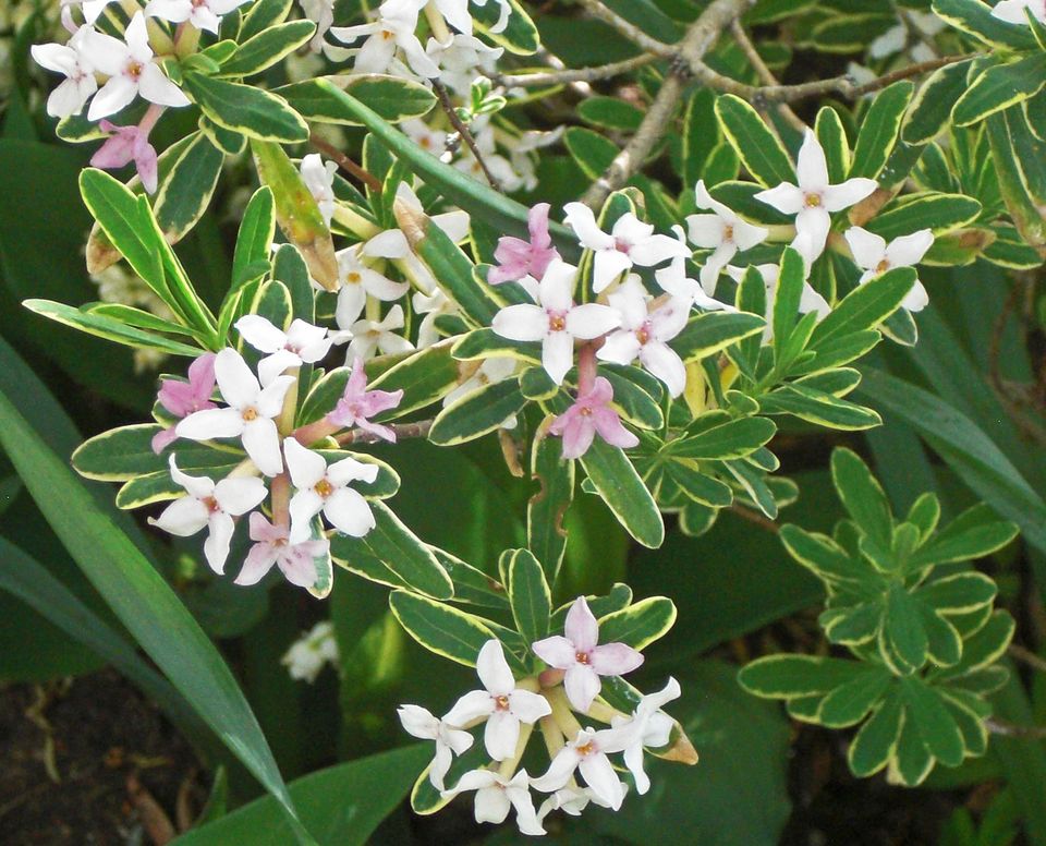 彼岸花的花语是什么,蓝玫瑰的花语,爱之花语,花语英文,兰花花的花语