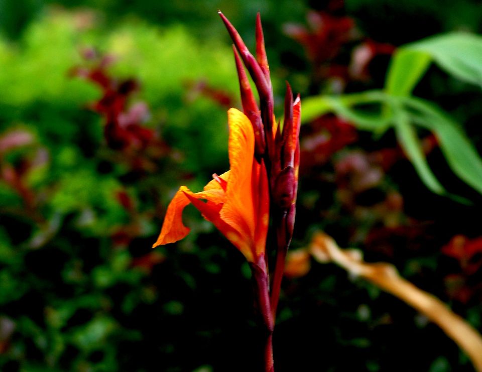 黑色郁金香花语,文竹花语,芙蓉花花语,╦郁金香的花语,花语满天