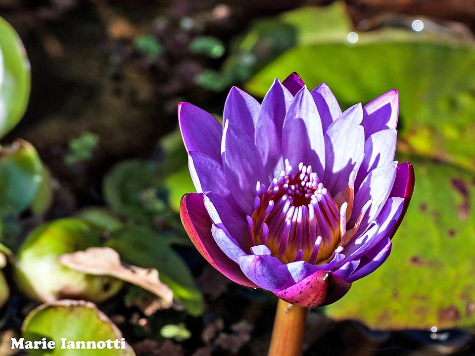 玉兰花语,芙蓉花语,杜鹃花语,海棠花语,各种的花语