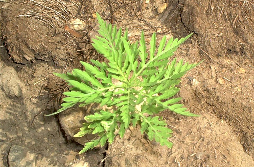 矢车菊花语,长寿花花语,曼陀罗花花语,关于花语,妖姬花语