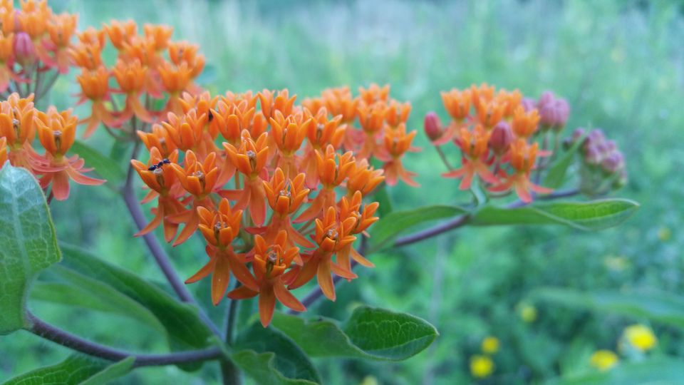 花语岸,黑色郁金香花语,彼岸花的传说与花语,19花语,什么康乃馨的花语