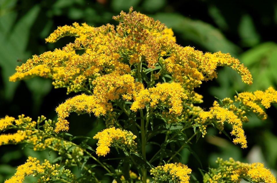 风信子的花语是什么,玫瑰花语,风铃草花语,花语城廊坊,梅花语