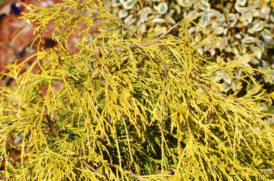 并蒂莲的花语,白玫瑰的花语是什么,喇叭花花语,康乃馨花语,19花语