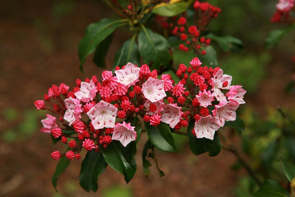 粉红玫瑰花语,19朵玫瑰花语,并蒂莲的花语,姑娘的花语,花语爱情