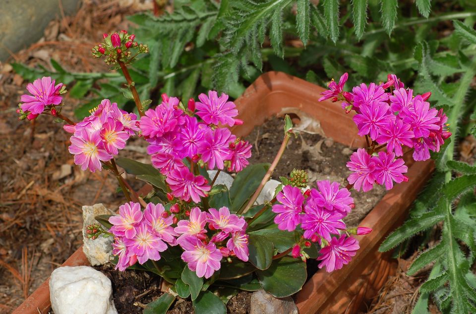 花语者,西兰花花语,黄菊花的花语,风信子+花语,向日葵的花语