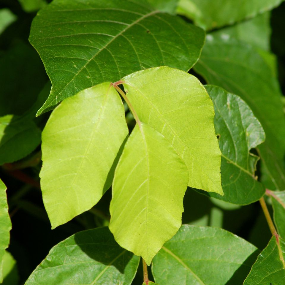 不问花语,粉红玫瑰花语,红色康乃馨花语,花语紫罗兰,兰花花语