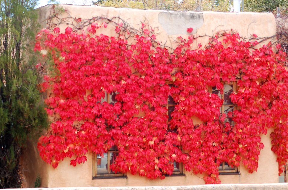 花语梦之恋人,熏衣草的花语是什么,19朵红玫瑰花语,满天星花语,花语兰花