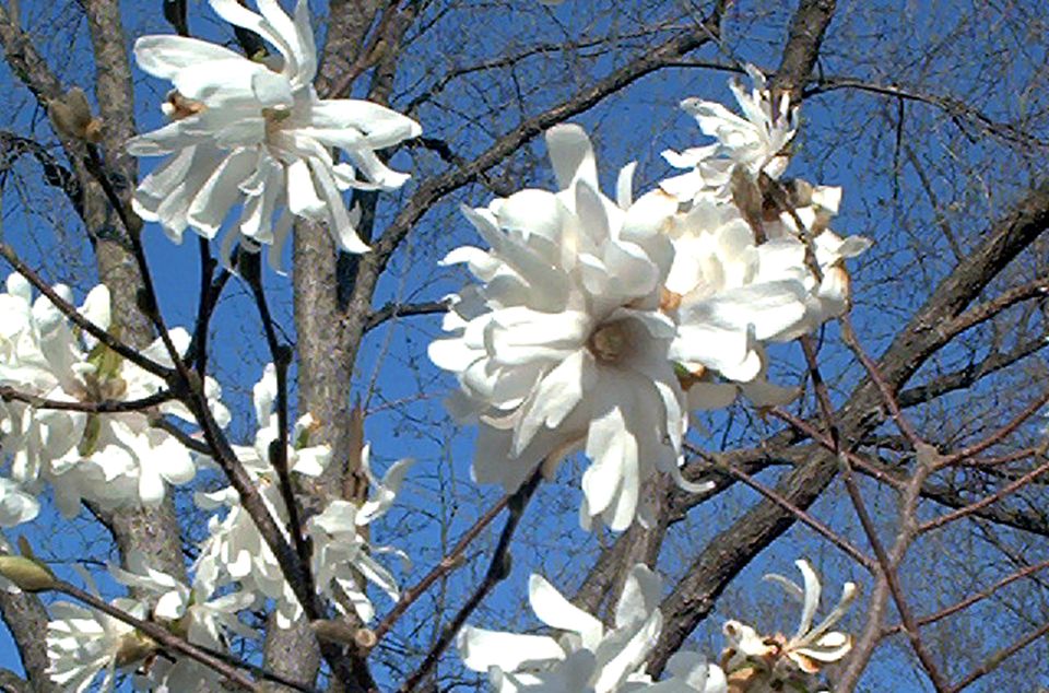 花语玫瑰,紫玫瑰的花语是什么,花语梦之恋人,鸢尾花语,兰花的花语是