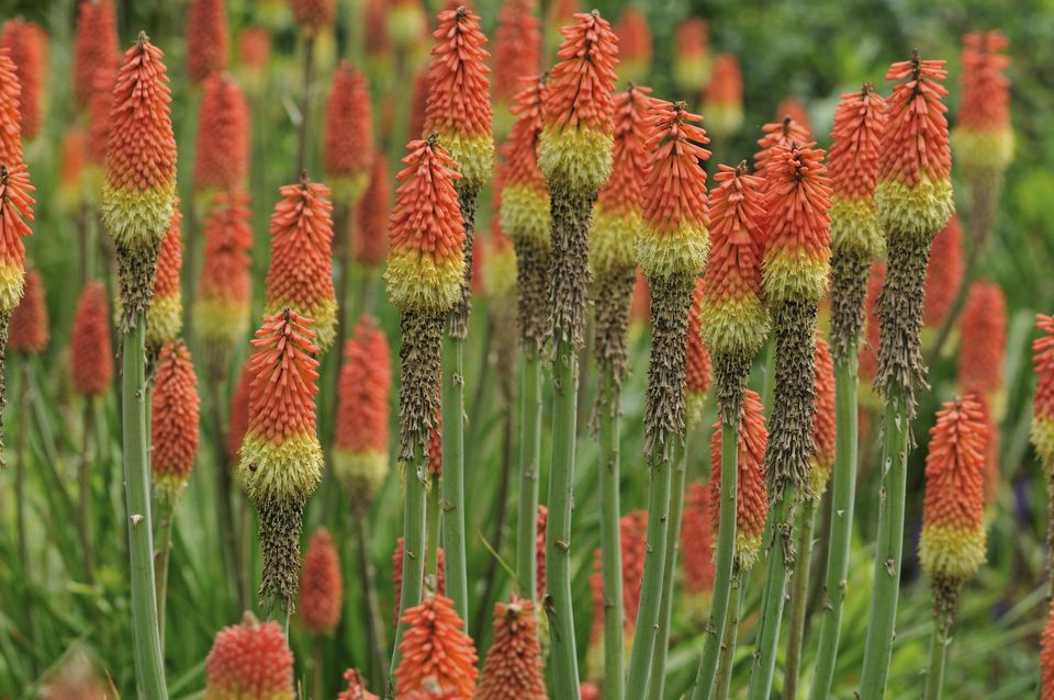 花语歌词,33朵白玫瑰花语,四季花语雅苑,花语紫荆,鸢尾的花语