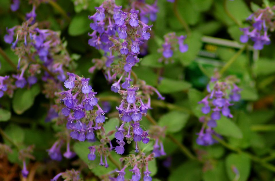 荣盛水岸花语,白色康乃馨的花语,中山花语心岸,兰花花的花语是,21的花语