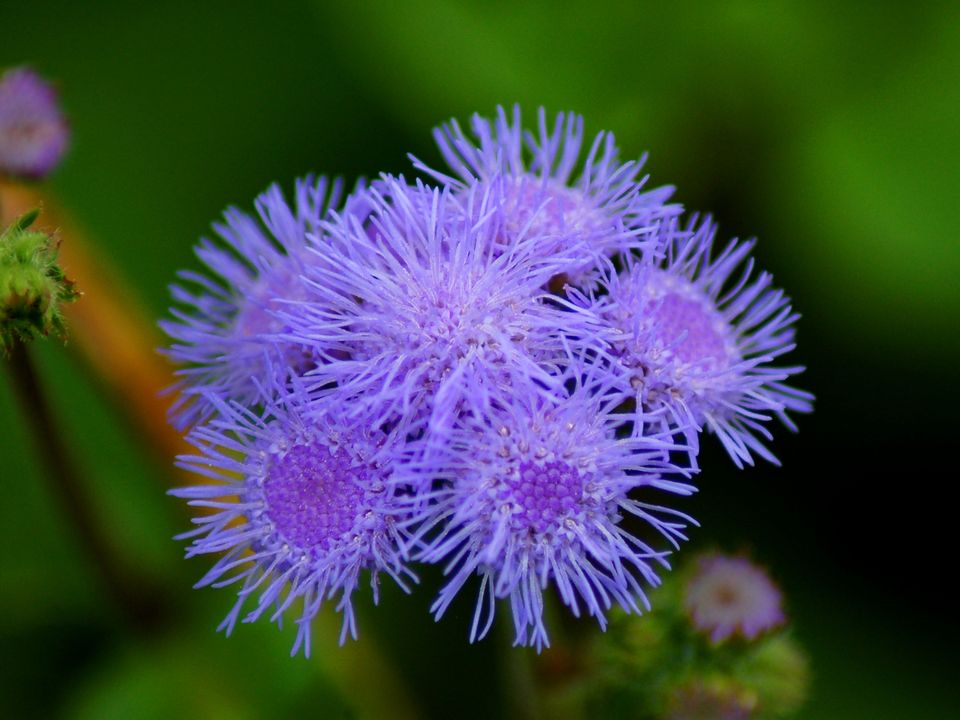 西兰花的花语,四季花语雅苑,荣盛水岸花语,花语白玫瑰,薰衣草花语是