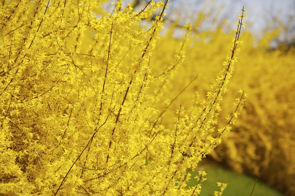 玫瑰花语,石榴花语,红玫瑰花语大全,水仙花语,桃花语