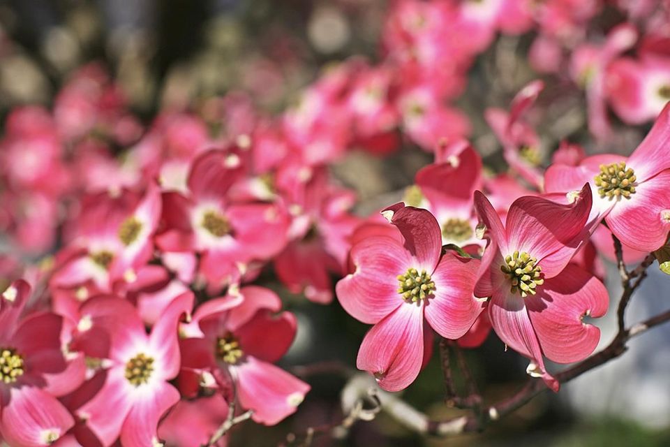 白玫瑰花语,西兰花的花语,花语大全,植物的花语,水仙花语