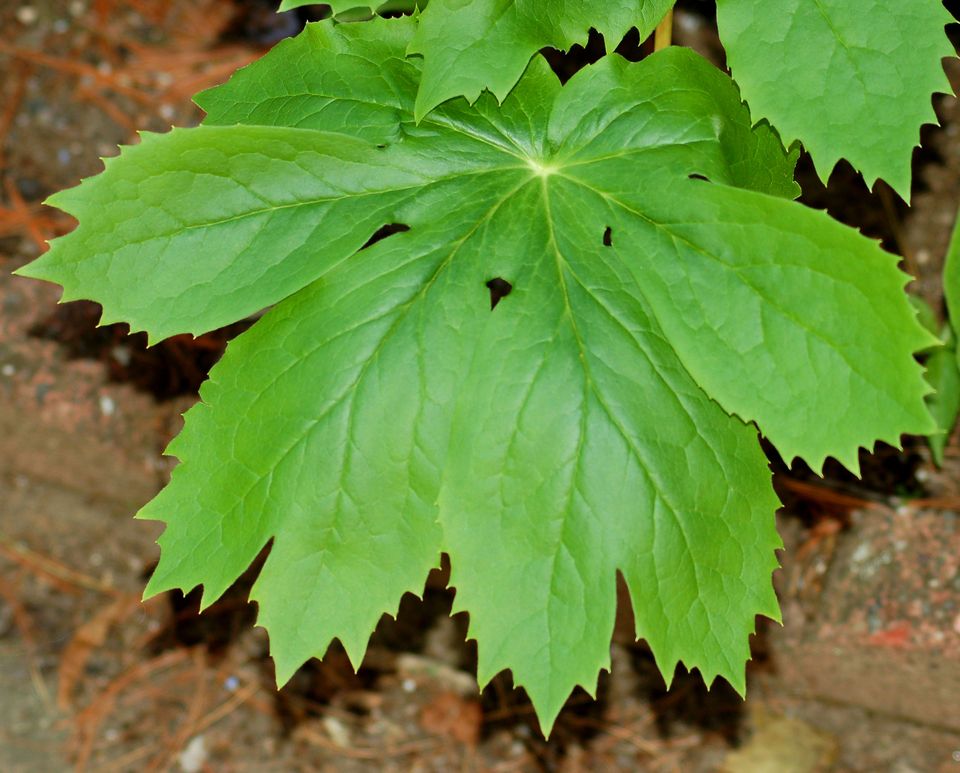 曼珠沙华的花语,,桔梗花的花语,蒲英花语,水仙的花语