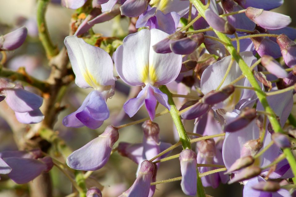 桔梗花语,,百合的花语,5月的花语,花语是幸福