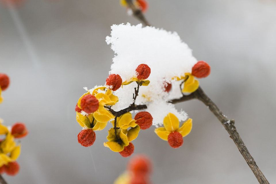 兰花花语,,水仙花的花语,星座花语,母亲的花语