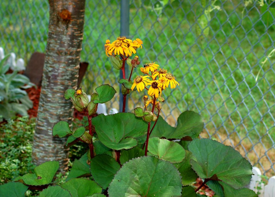 海棠花花语,,百合花的花语,花语星座,5月的花语