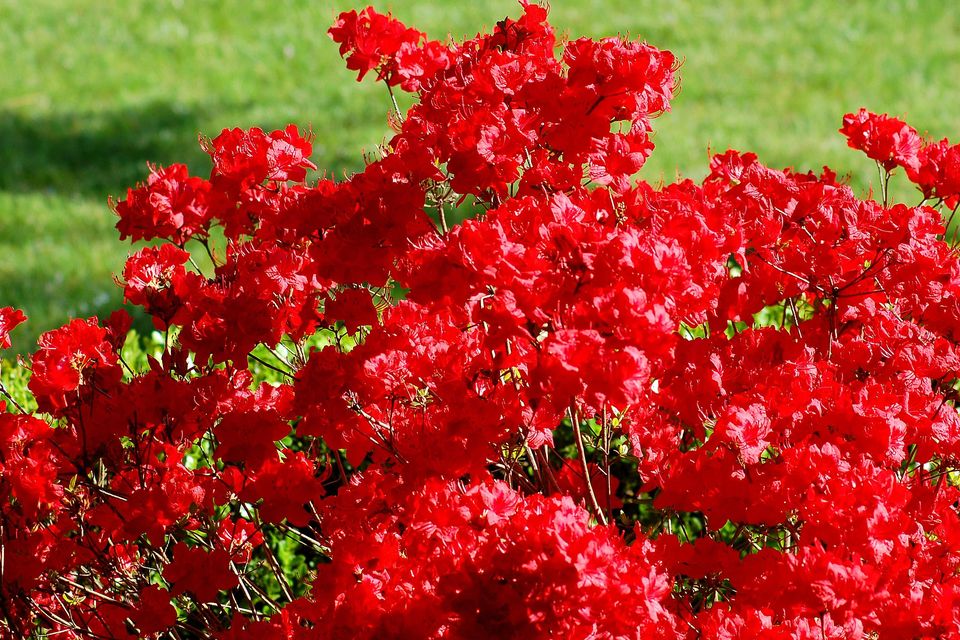 风铃草的花语,,牵牛花花语,廊坊四季花语,5月花语