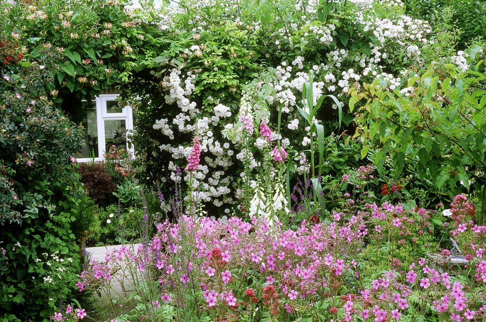 蓝色妖姬的花语,,蒲公英花语,菊花花语,花语和传说