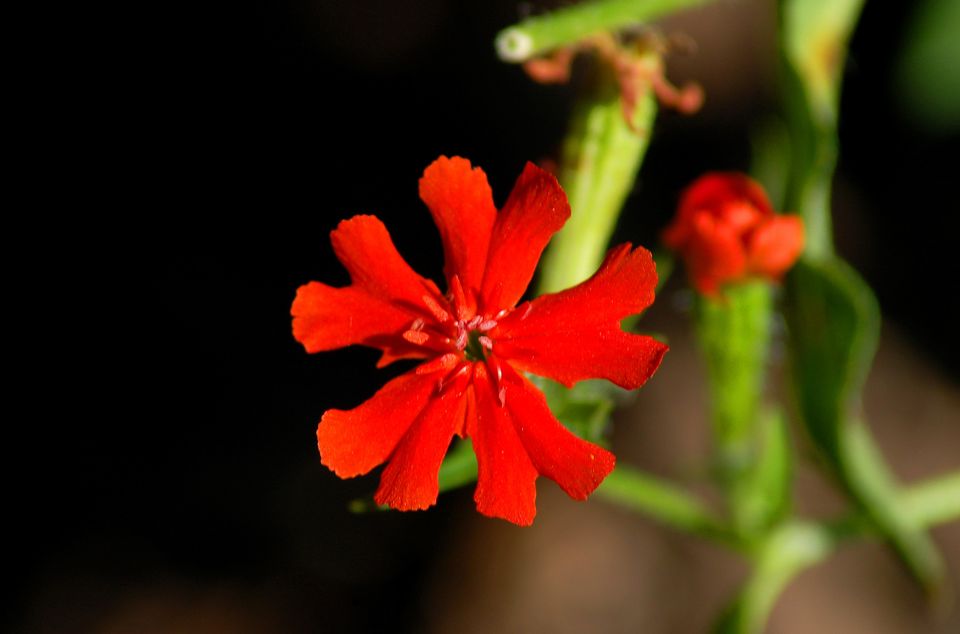 小雏菊的花语,,粉色玫瑰花语,梦的花语,花语茶花