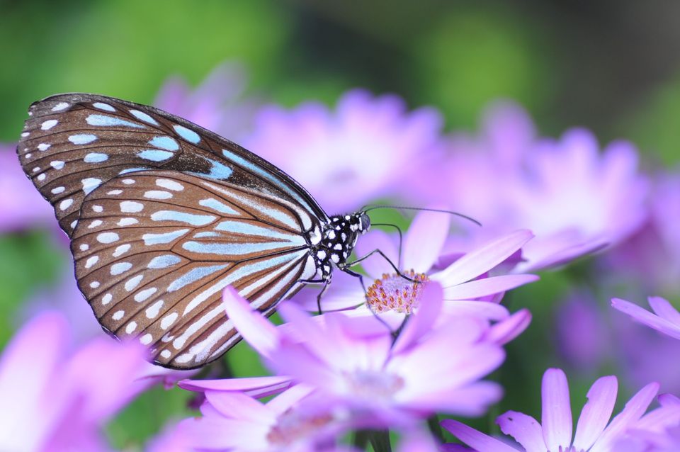 黄玫瑰花语,,玫瑰的花语,廊坊四季花语,花语星座