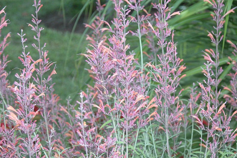 33朵玫瑰花语,,矢车菊的花语,花语是什么意思,花语菊花