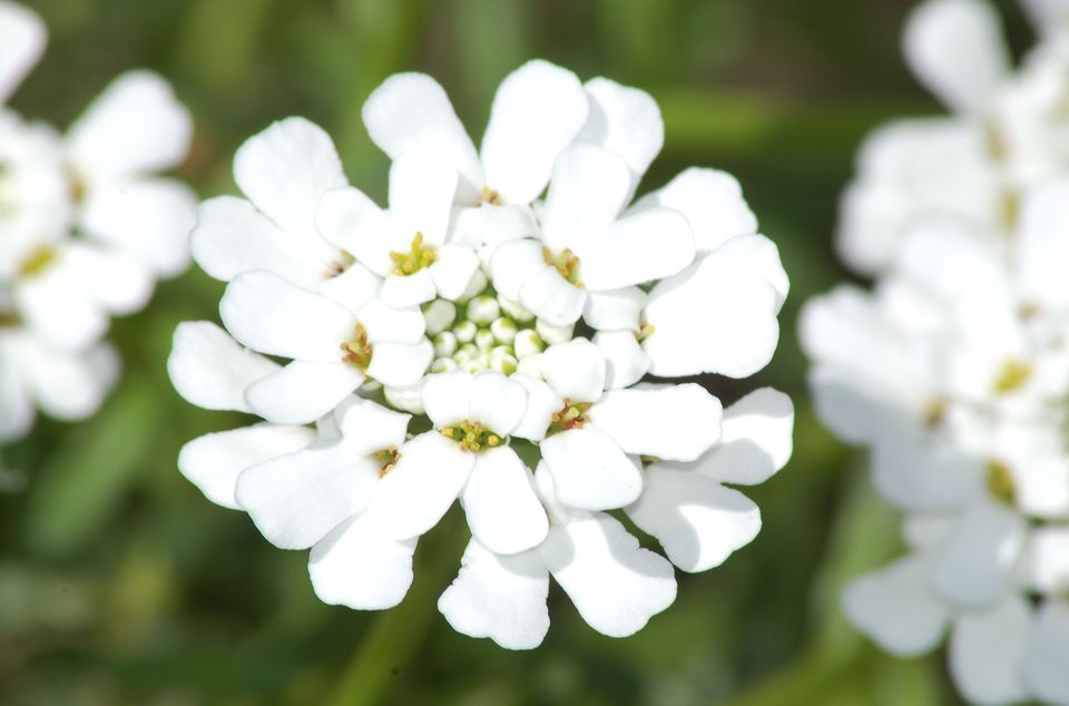 曦城花语,,花语城,花语丁香,吊花语