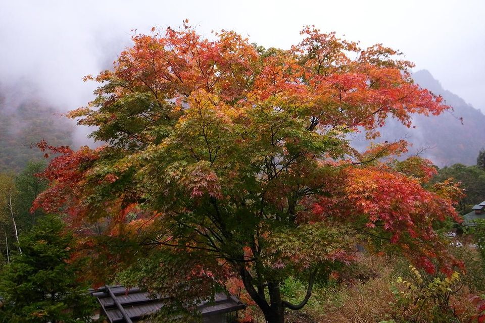 19朵玫瑰花的花语是什么,,紫色玫瑰花语,15的花语,花语人间