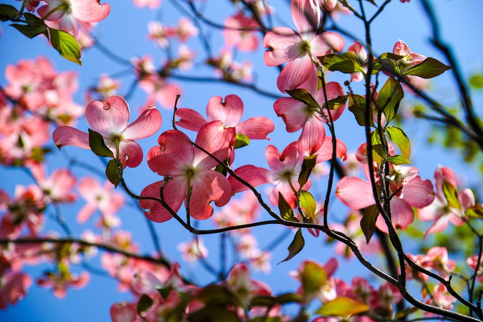 绿萝的花语,,曦城花语,花语8月,29的花语