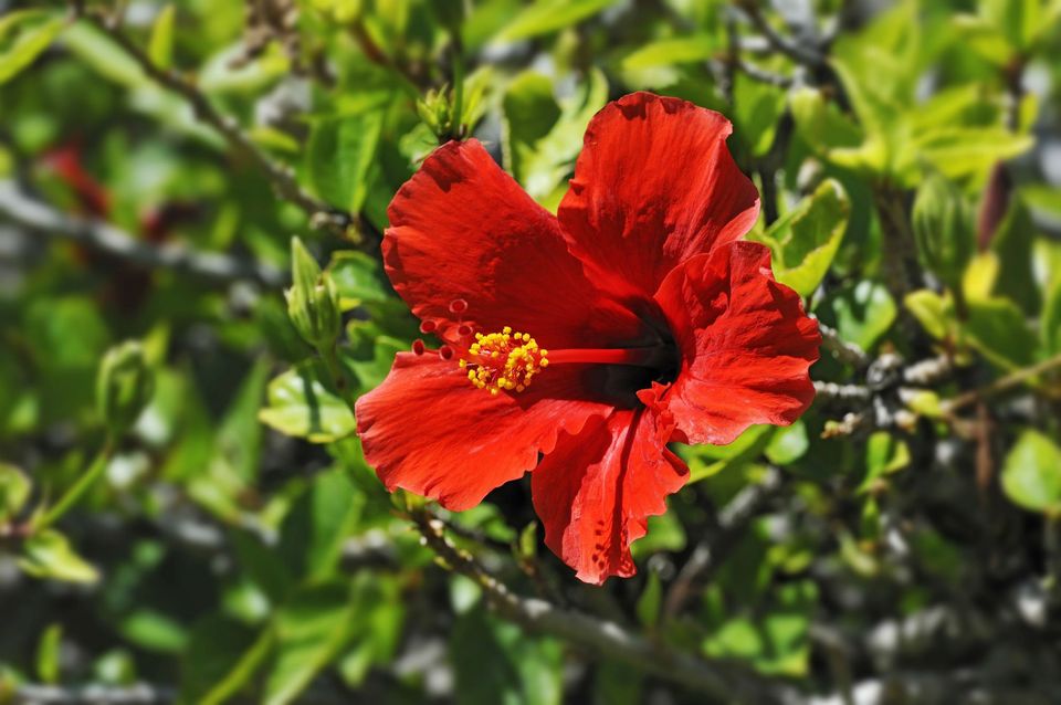 马蹄莲的花语,,红玫瑰的花语,彼岸花花的花语,12月的花语