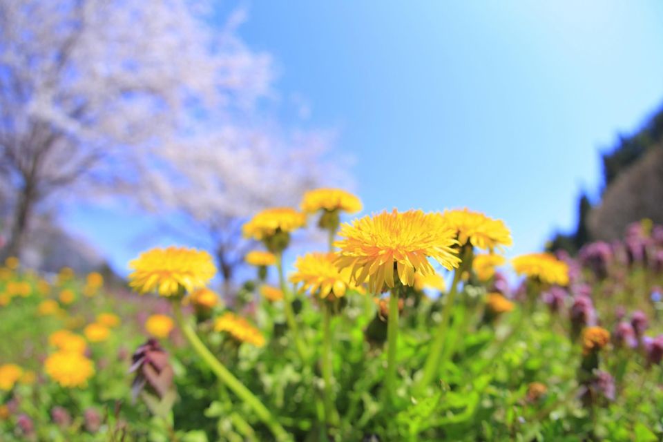 杜鹃花语,,美人蕉花语,花语精灵,竹花语