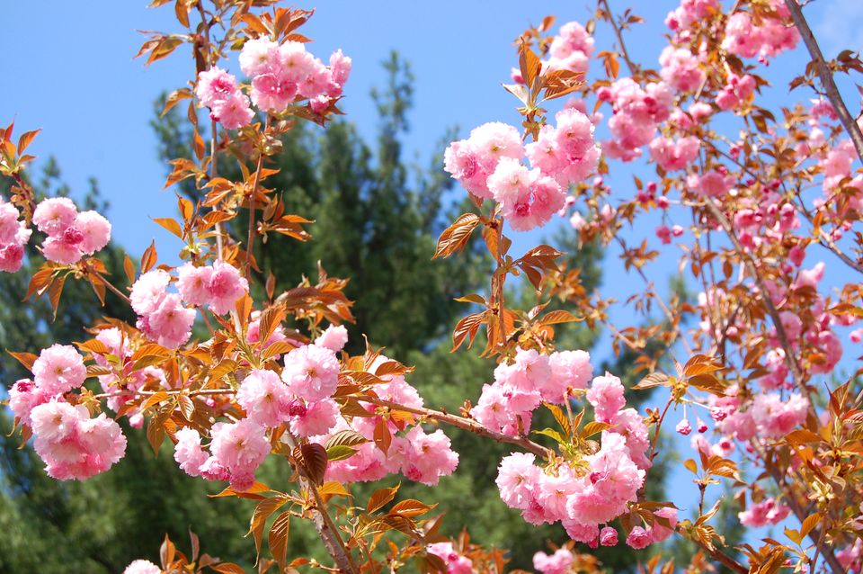 白玫瑰的花语,,玫瑰花语,花语相思,荣盛花语城廊坊