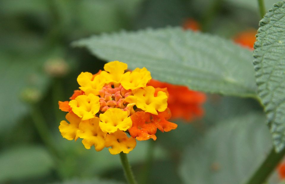 并蒂莲的花语,,彼岸花的传说与花语,英语花语,蓝色的花花语