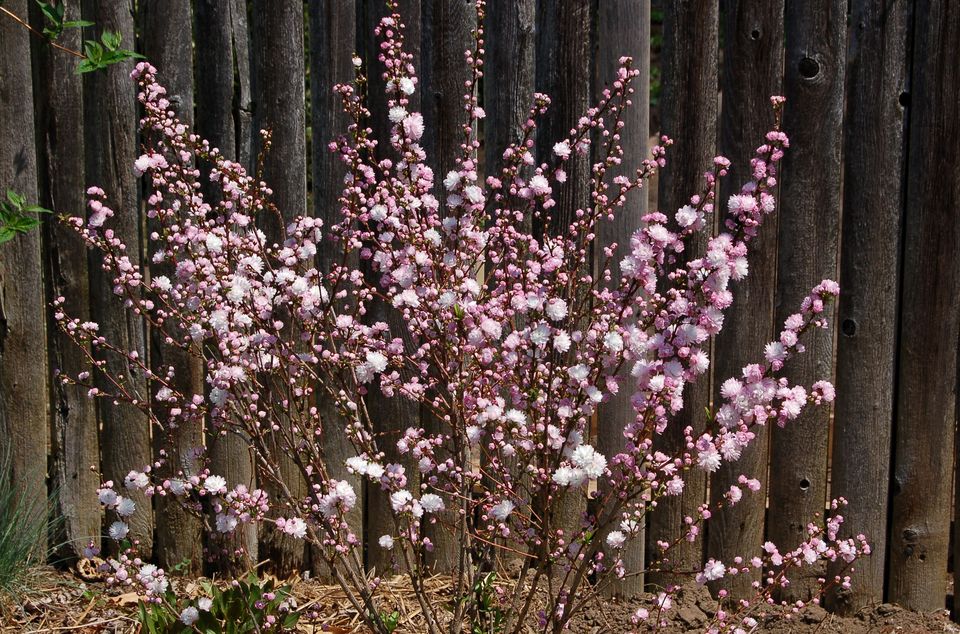 西兰花花语,,喇叭花花语,花语图片大全,英语花语