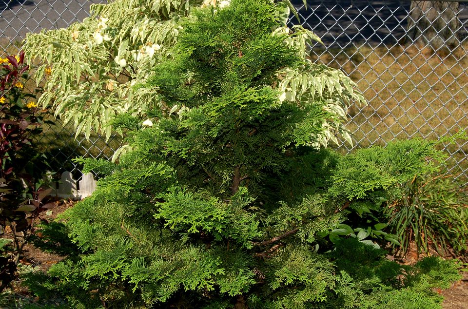 紫玫瑰的花语是什么,,芍药花花语,花语寓意,彼岸花+花语