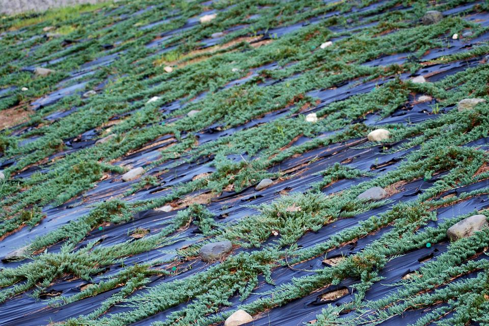蓝地毯桧植物 成长秘诀和护理指南 花语大全