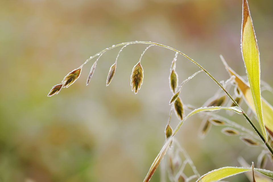 中国铁建·花语城,,粉色玫瑰的花语,红色的花的花语,月季花语