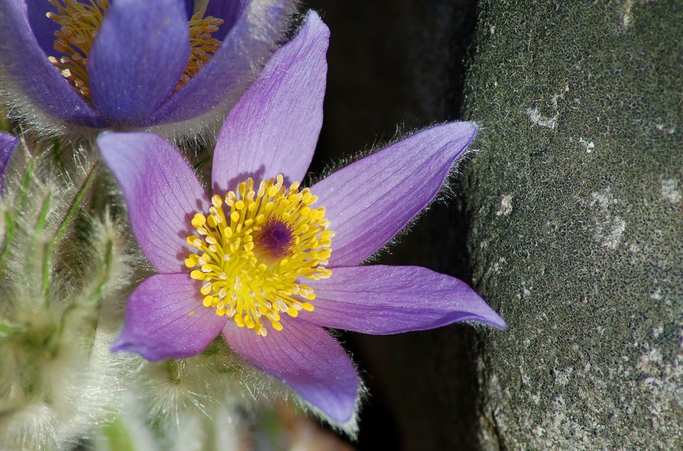 紫色郁金香花语,,19朵红玫瑰花语,33在玫瑰花语,14的花语