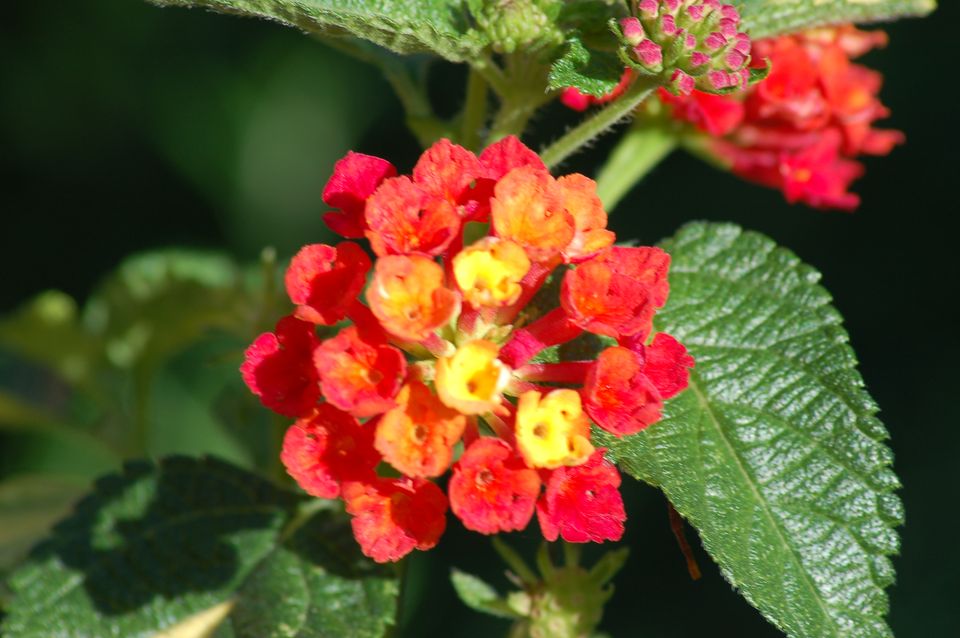 石竹花花语,,21朵红玫瑰的花语,19的花语是什么,永恒的花语