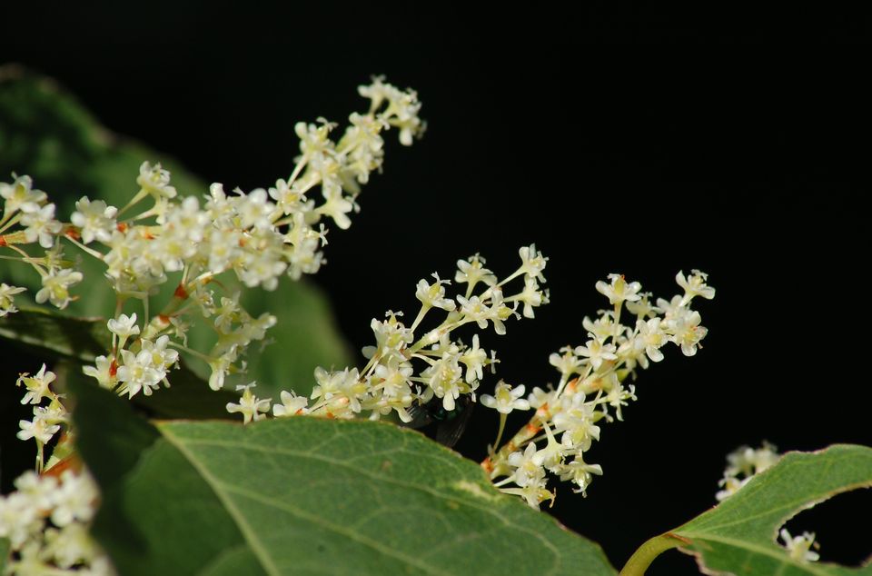 番红花花语,,花语梦,十二花语,彼岸花花语