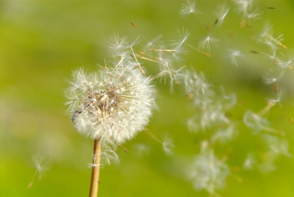 格桑花花语,,玫瑰花语,日本花语,花花姑娘的花语