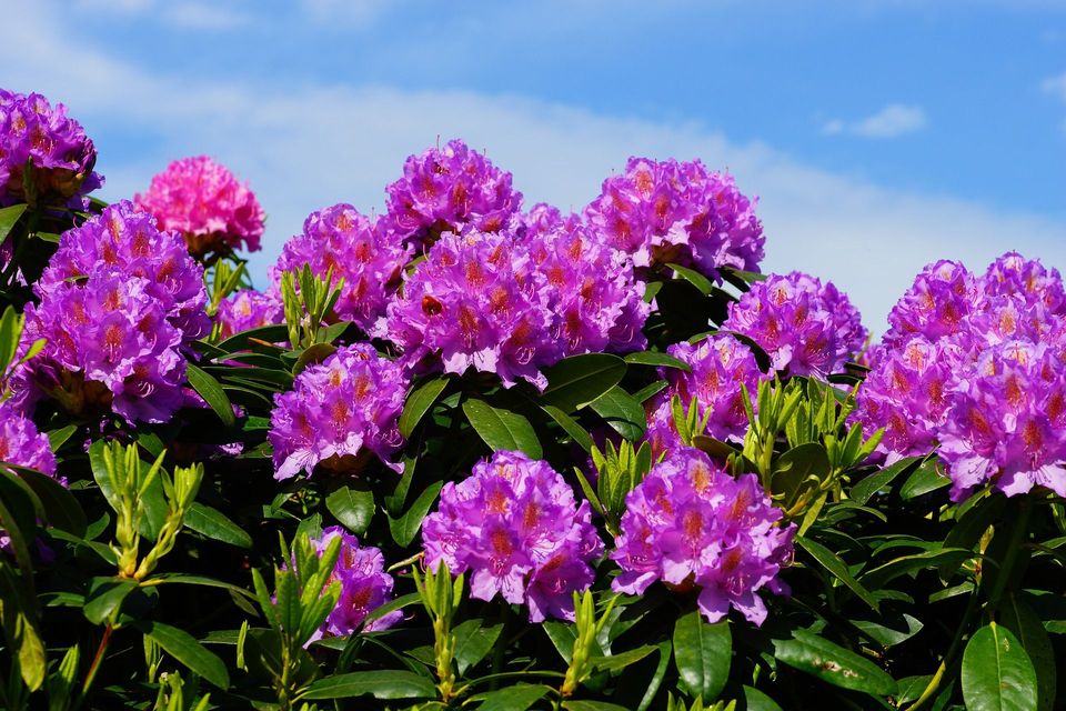 栀子花花语,,白玫瑰花语,梦幻西游花语,日本花语