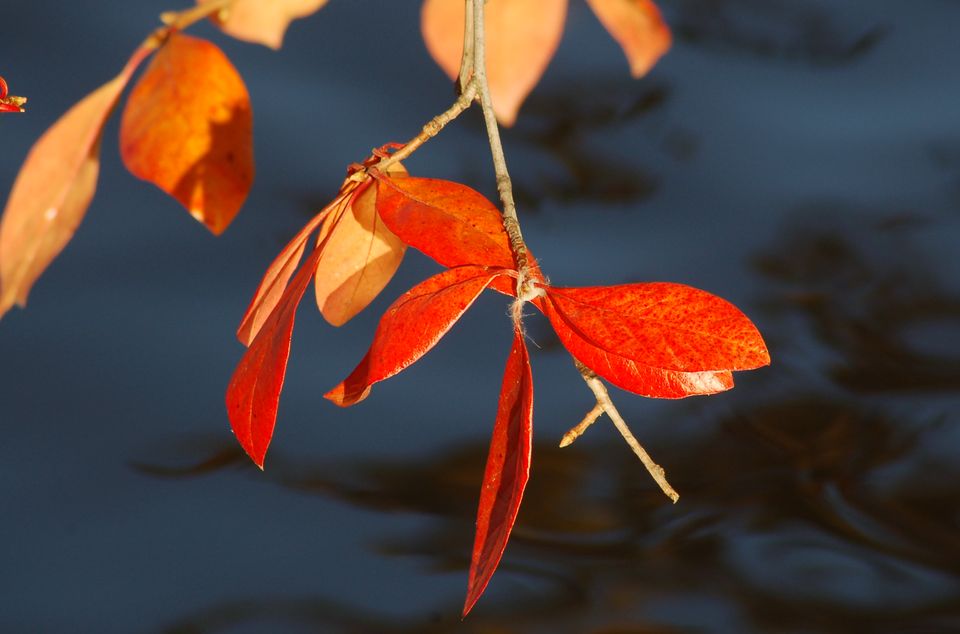 红玫瑰花语,,桔梗花的花语,珠沙曼华的花语,丁香花语