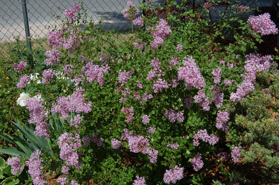 为什么我的丁香花不开花 花语大全