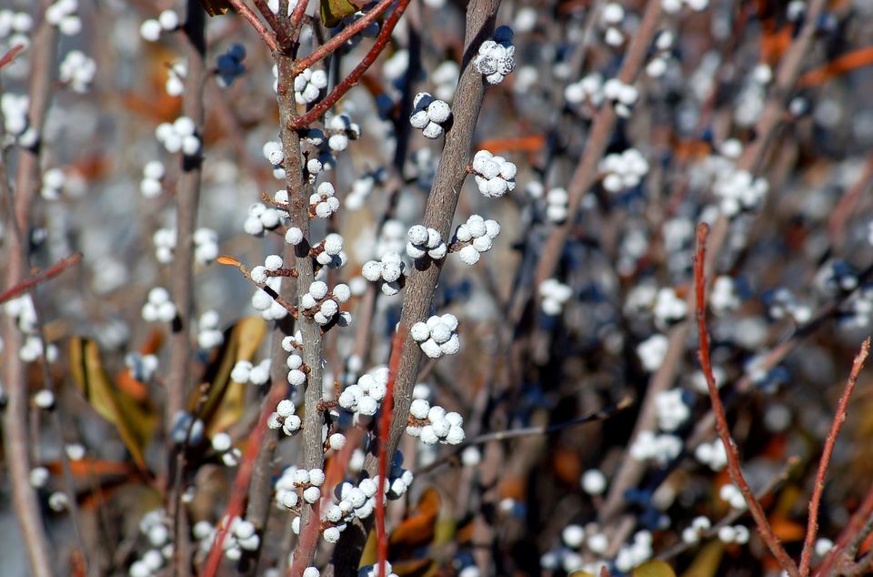 花语大全带图片,,都市花语,樱花花语,莲花花语